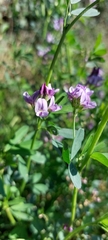 Medicago sativa
