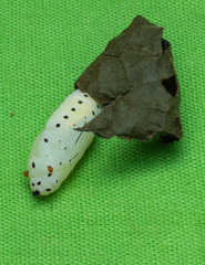 Caprona ransonnettii