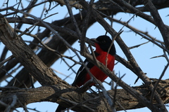 Laniarius atrococcineus