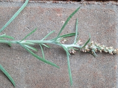 Gamochaeta calviceps