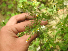 Tagetes filifolia
