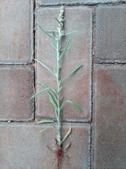 Gamochaeta calviceps