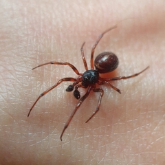 Steatoda bipunctata