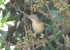 Curruca iberiae