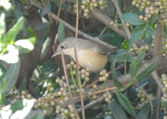 Curruca iberiae