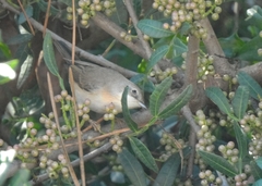 Curruca iberiae