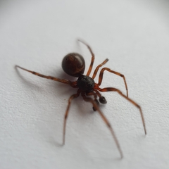 Steatoda bipunctata