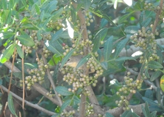 Curruca iberiae