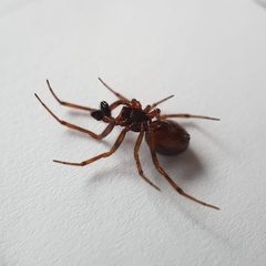 Steatoda bipunctata