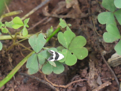 Maliattha quadripartita