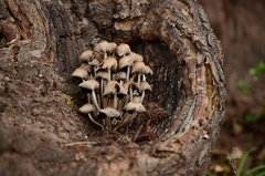 Panaeolus papilionaceus