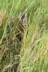 Chloropyron maritimum canescens