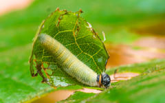 Caprona ransonnettii