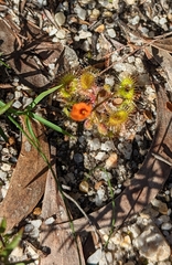Drosera glanduligera