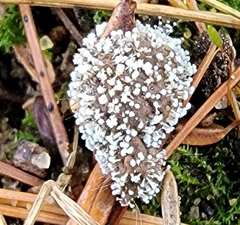 Polycephalomyces tomentosus