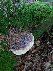 Fomitopsis pinicola
