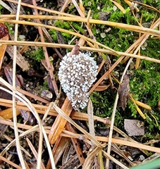 Polycephalomyces tomentosus
