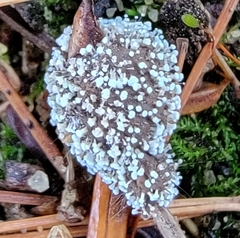 Polycephalomyces tomentosus