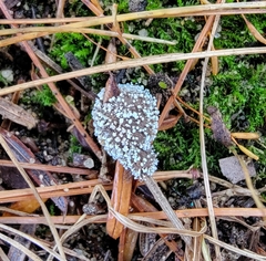 Polycephalomyces tomentosus