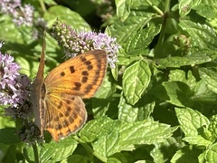Lycaena ottomanus