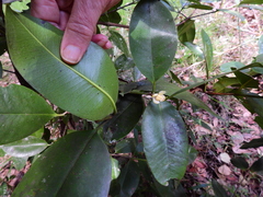 Garcinia warrenii