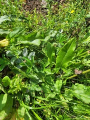 Potentilla thuringiaca