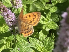 Lycaena ottomanus