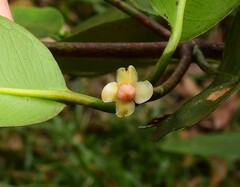 Garcinia warrenii