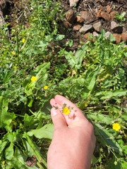 Potentilla thuringiaca