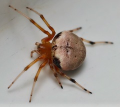 Araneus thaddeus