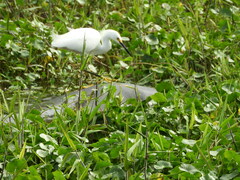 Trichechus manatus latirostris