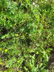 Potentilla thuringiaca
