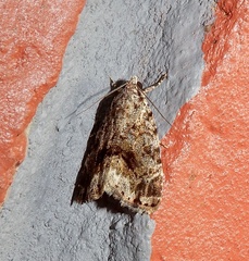 Eustrotiinae