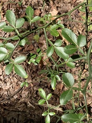 Citrus trifoliata