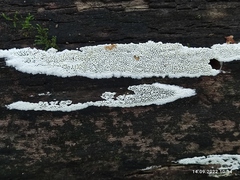 Ceratiomyxa fruticulosa