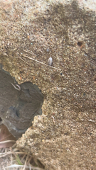Armadillidium nasatum