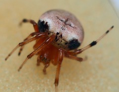 Araneus thaddeus