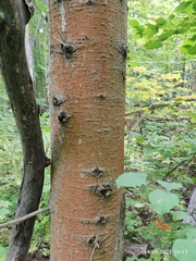 Abies sibirica