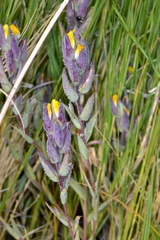 Chloropyron maritimum canescens