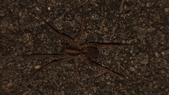 Lycosa grahami