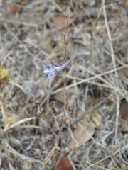 Delphinium gracile