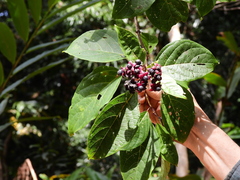 Clerodendrum longiflorum glabrum