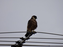 Falco longipennis