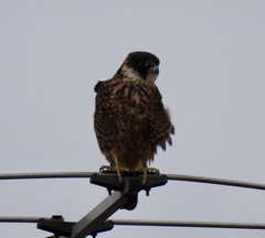 Falco longipennis