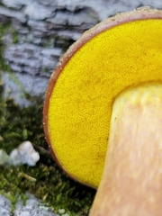 Aureoboletus
