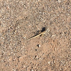 Aspidoscelis tesselatus