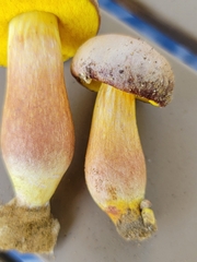Aureoboletus