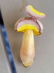 Aureoboletus