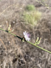 Stephanomeria virgata