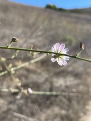 Stephanomeria virgata
